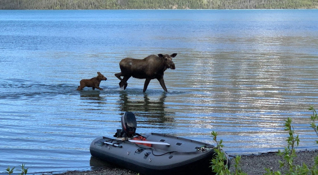 Road-Accessible Moose Hunting for Non-Residents Near Anchorage (General Tags & Seasons)
